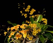 Den. lindleyi